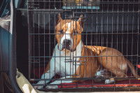 Un Boxer allongé dans une cage de transport