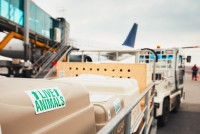 Déchargement des bagages d'un avion