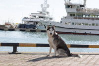 Un Husky sur un port à côté de paquebots