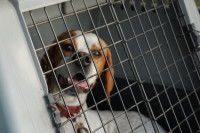 Un chien dans une cage de transport
