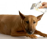 Un homme tient des billets de banque à côté de son chien