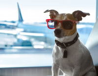 Un chien avec des lunettes de soleil dans un aéroport