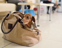 Un chien dans un sac de voyage