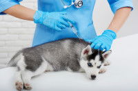 Un vétérinaire vaccine un chiot Husky