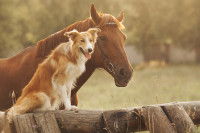 Un cheval brun et un chien installé sur une barrière à côté de lui, qui regardent tous deux dans la même direction