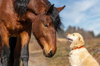 Un chien regardant un cheval