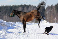 Un cheval risquant de donner un coup de sabot à un chien