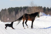 Un chien mordant la queue d'un cheval