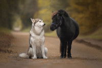 Un petit poney et un grand chien se regardant