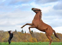 Un chien et un cheval qui se font face sur leurs pattes arrière