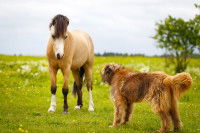 Un poney regardant un chien