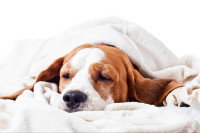 Un chien Beagle déprimé allongé sur un lit