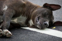 Un chien blessé sur la route