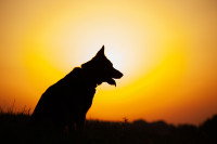 Silhouette d'un chien devant un coucher de soleil