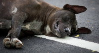 Un chien mort sur la route