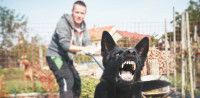 Un chien dangereux