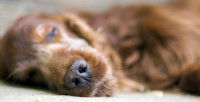Un chien trop âgé qui supporte mal les effets de la vieillesse