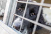 Le déroulement de l’euthanasie d’un chien