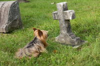 L'inhumation d'un chien