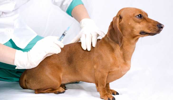 Euthanasie Quand Et Comment Faire Euthanasier Son Chien