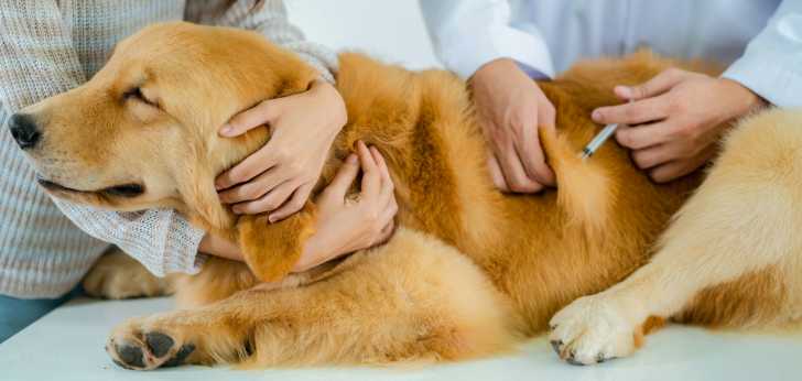 Euthanasie Quand Et Comment Faire Euthanasier Son Chien