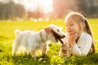 Un chien à la maison : les risques