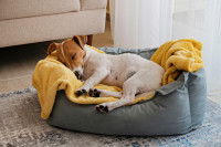 Un chien dormant dans son panier