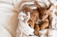 Deux chiots dormant serrés l'un contre l'autre dans une couverture