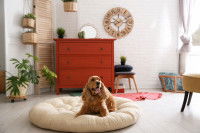 Un chien allongé dans son panier au milieu d'un salon