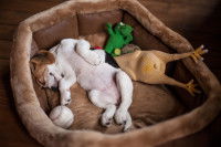 Un chiot dormant sur le dos dans son panier entouré de ses jouets