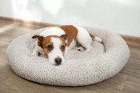 Un chien allongé dans son panier