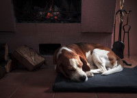 Un chien couché à côté d'une cheminée