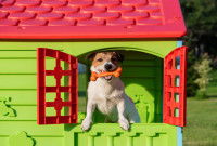 Un chien s'amuse avec son jouet dans une maison miniature