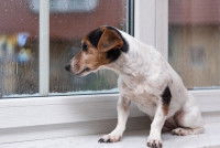 Un chien triste regarde la pluie par la fenêtre