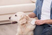 Un homme brosse le pelage de son chien