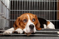 Un chien en box individuel dans une pension canine