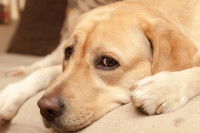 Un chien inquiet allongé sur un canapé
