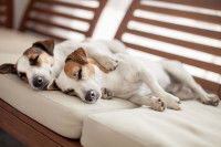 Deux chiens dorment enlacés sur un canapé
