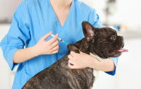 Un vétérinaire administre un vaccin à un chien