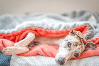 Un chien malade allongé sur un lit, sous une couverture