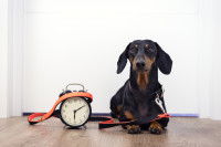 Un chien Teckel avec sa laisse et un réveil, attend l'heure de sa promenade