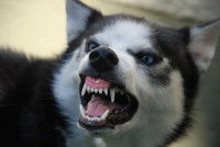 Un Husky agressif grogne et montre les dents