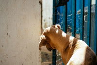Un chien se faufile par une porte entrouverte pour fuguer