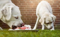 Deux chiens mangeant un repas type BARF