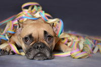 Un Bouledogue Français sous des serpentins