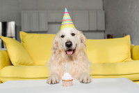 Un Golden Retriever devant un petit gâteau d'anniversaire