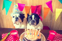 Deux chiens devant un gâteau d'anniversaire