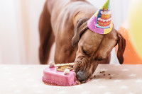 Un gros chien mange son gâteau d'anniversaire