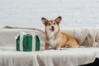 Un Welsh Corgi assis sur le canapé à côté d'un paquet cadeau