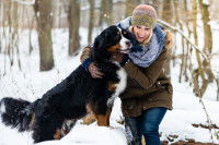 Une jeune femme blonde joue avec son Bouvier Bernois dans la neige